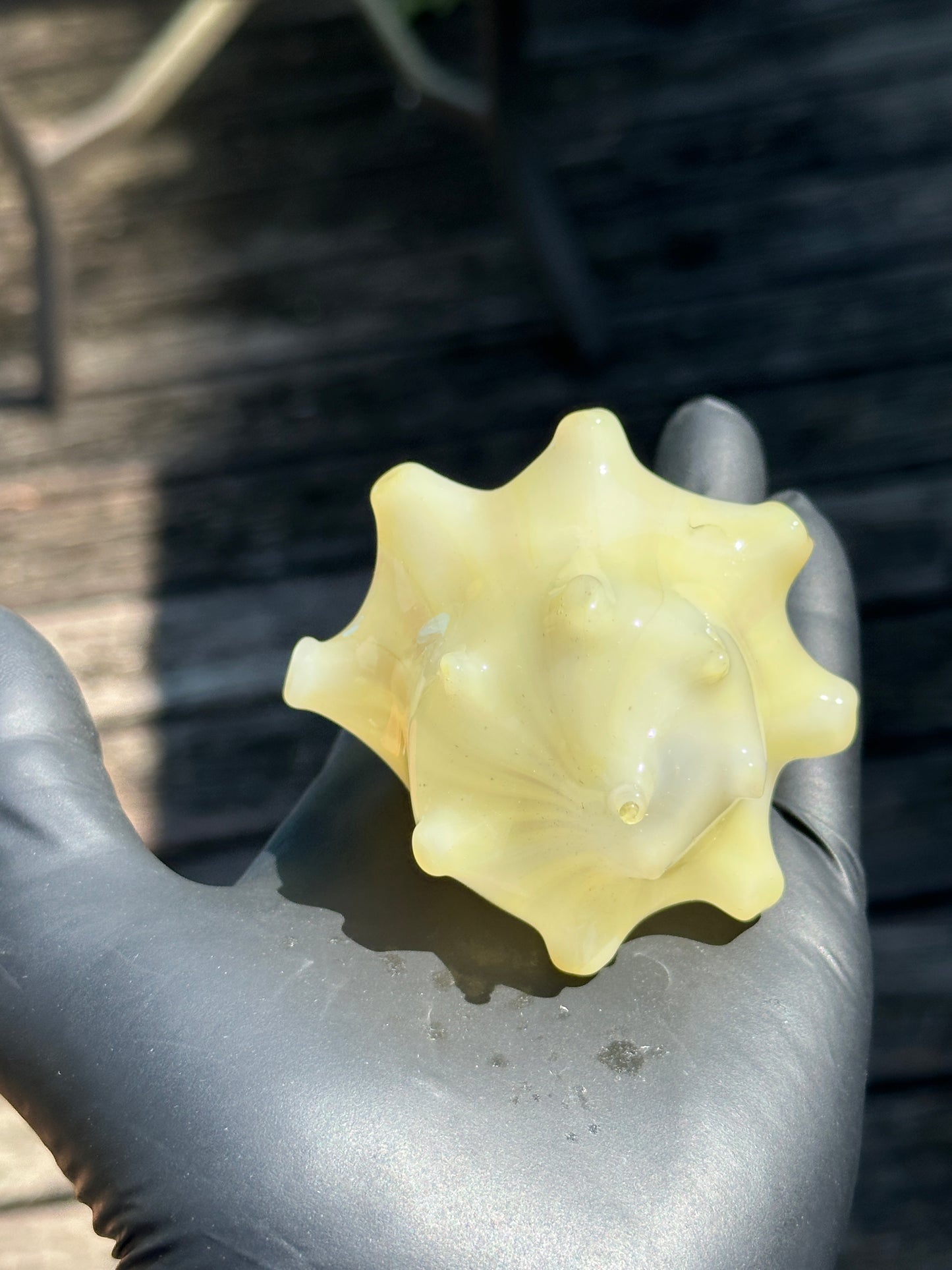 Natural Colored functional dry conch