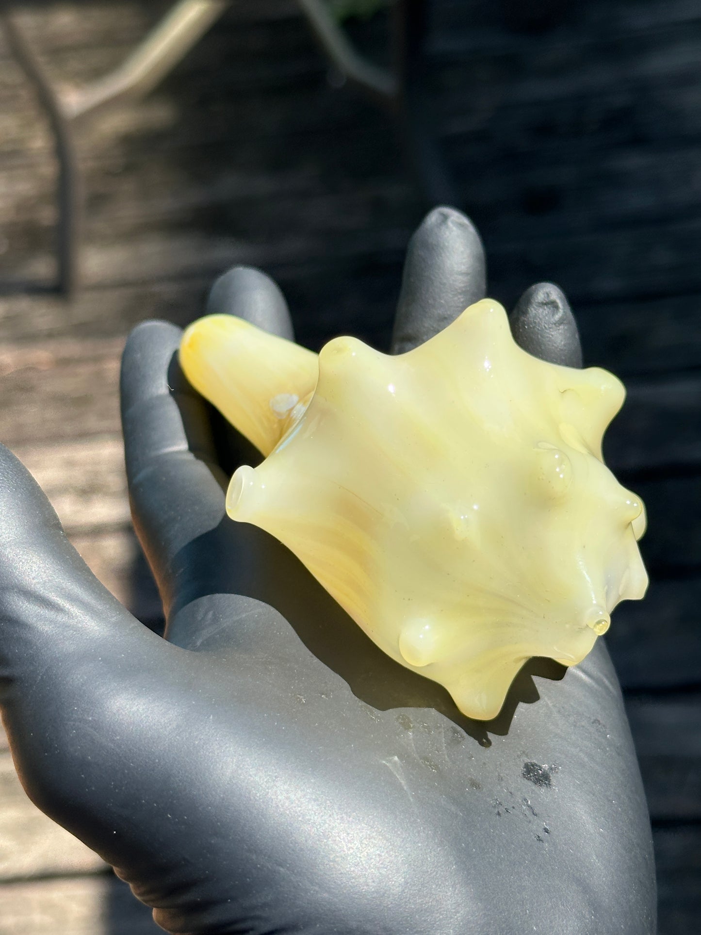 Natural Colored functional dry conch