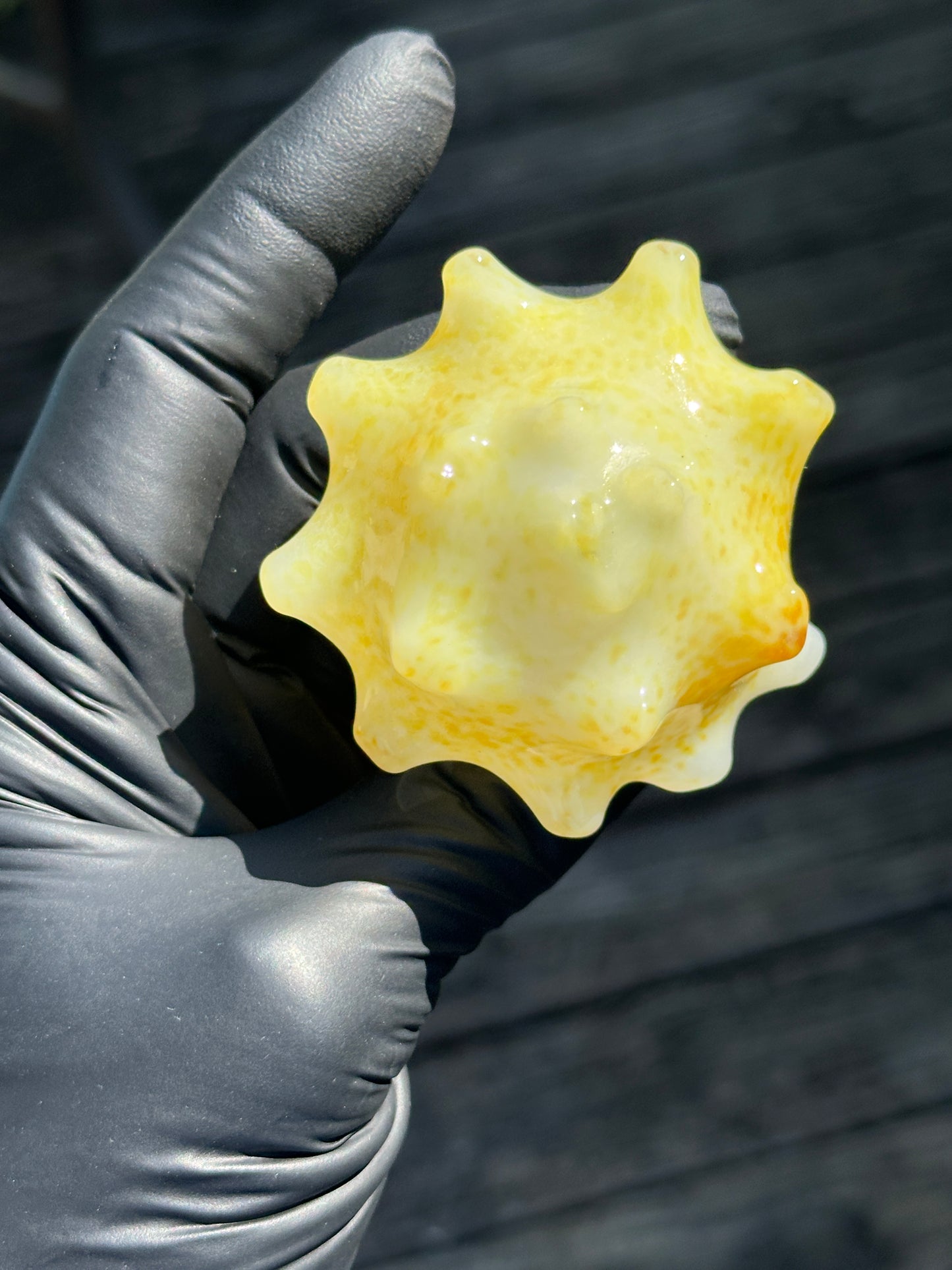 Natural Colored functional dry conch
