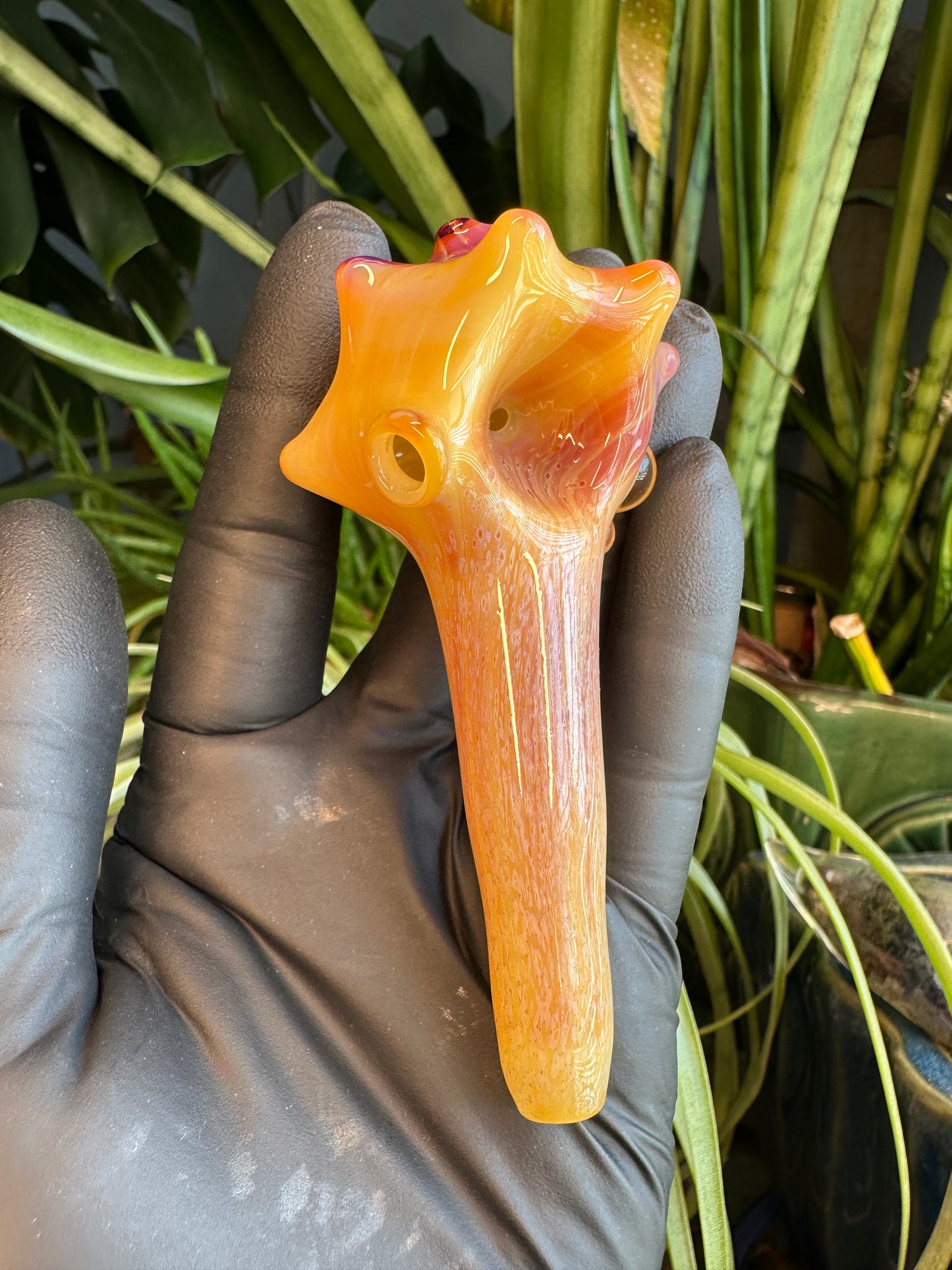 Natural Colored functional dry conch