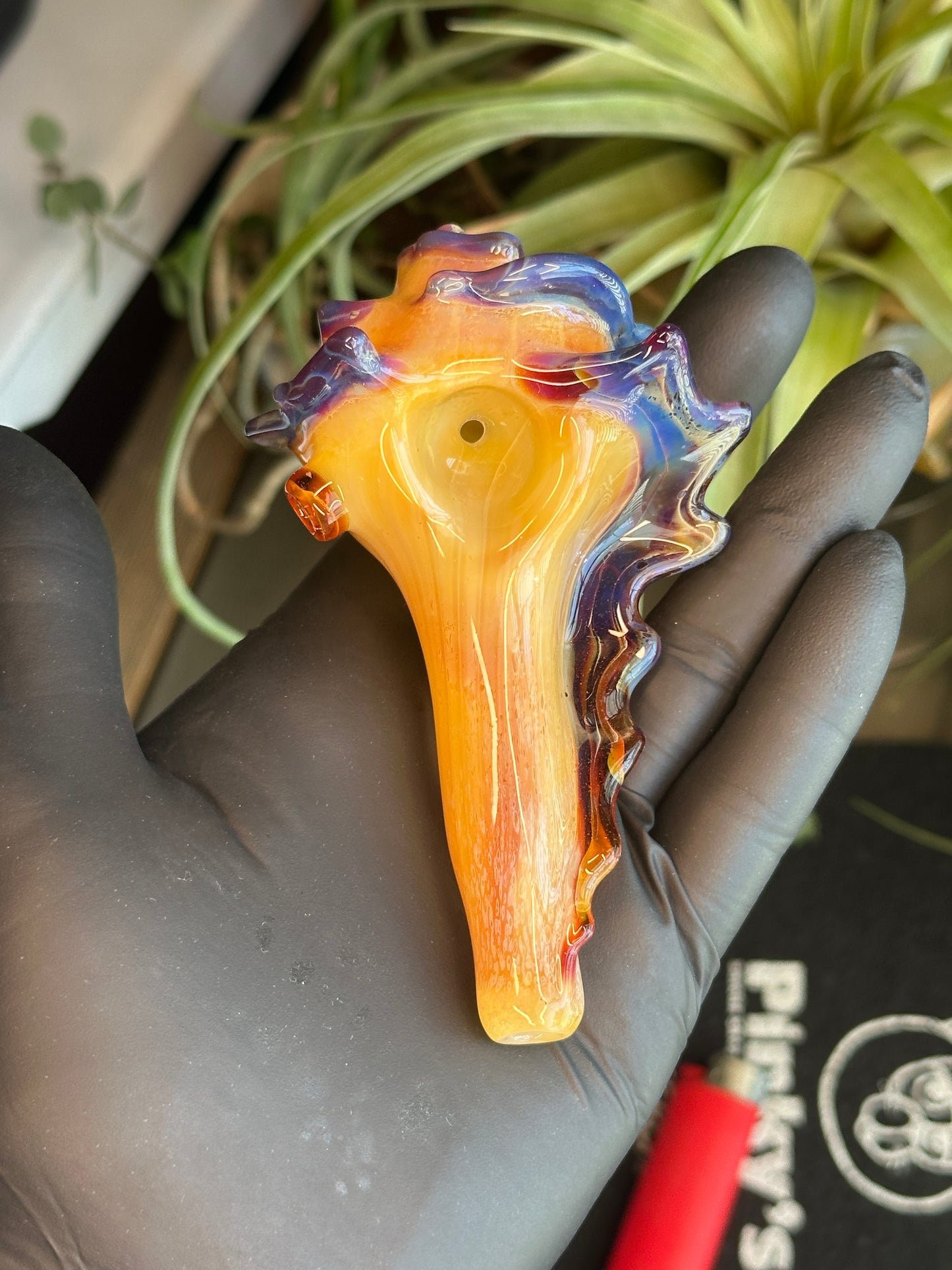 Natural Colored functional dry conch