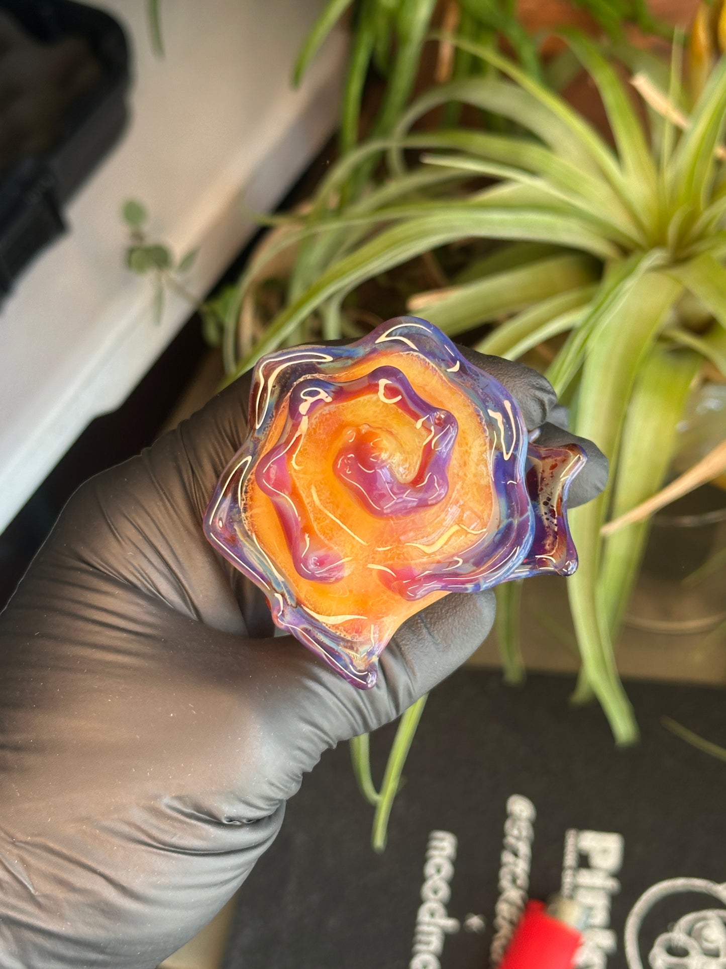 Natural Colored functional dry conch