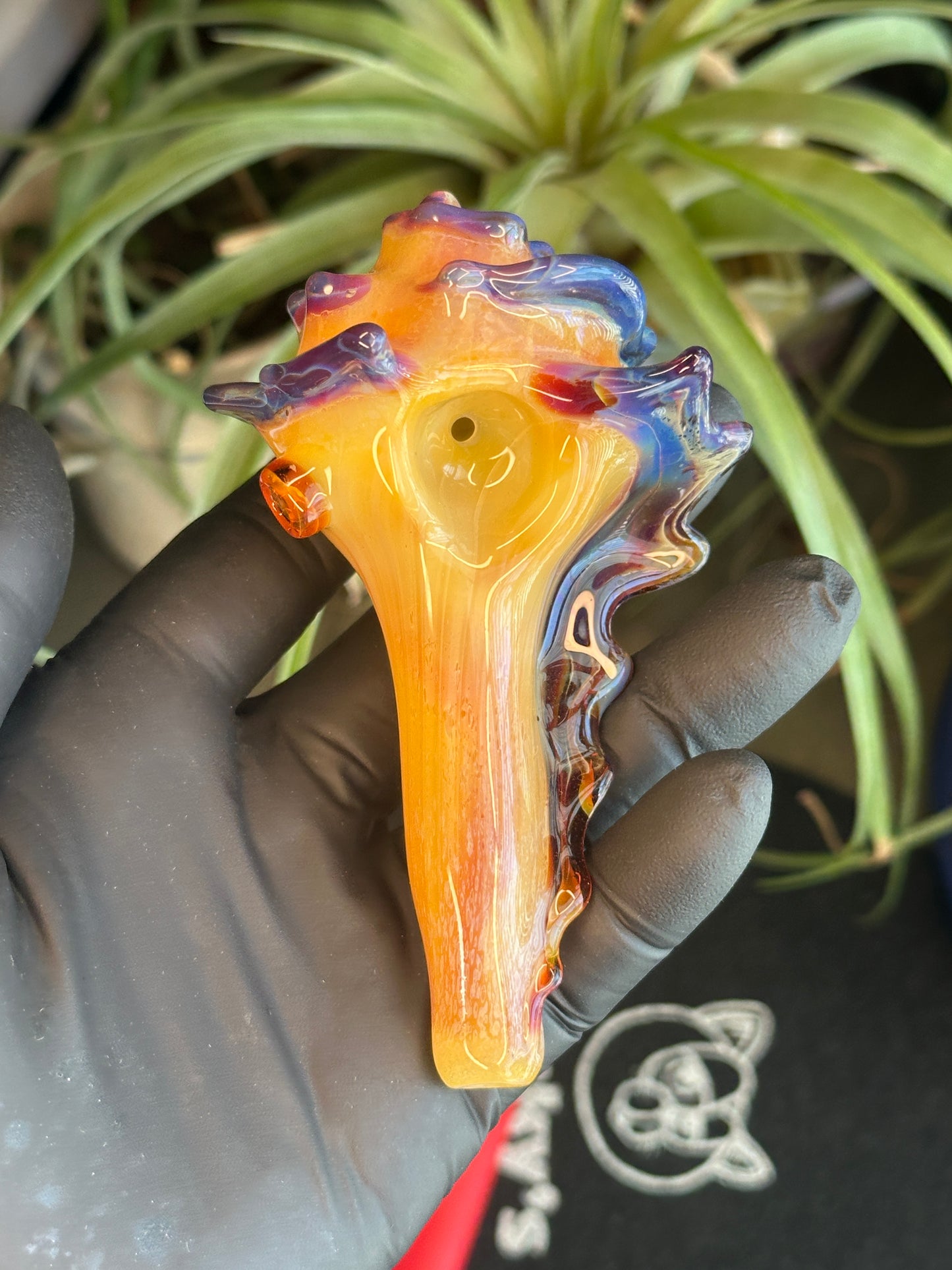 Natural Colored functional dry conch