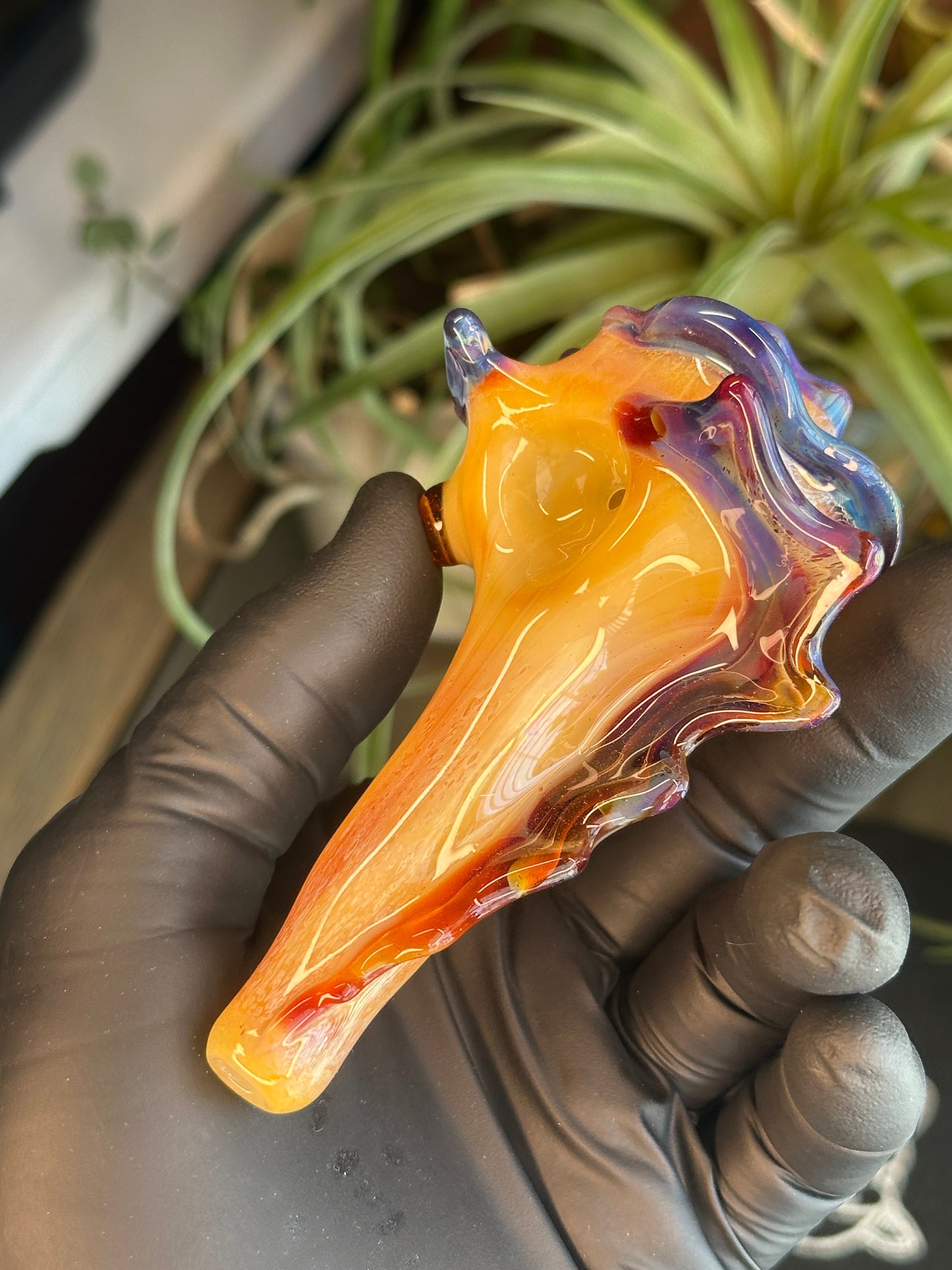 Natural Colored functional dry conch