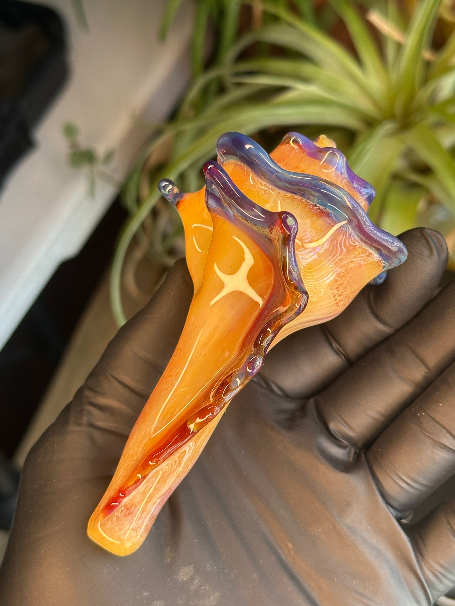 Natural Colored functional dry conch