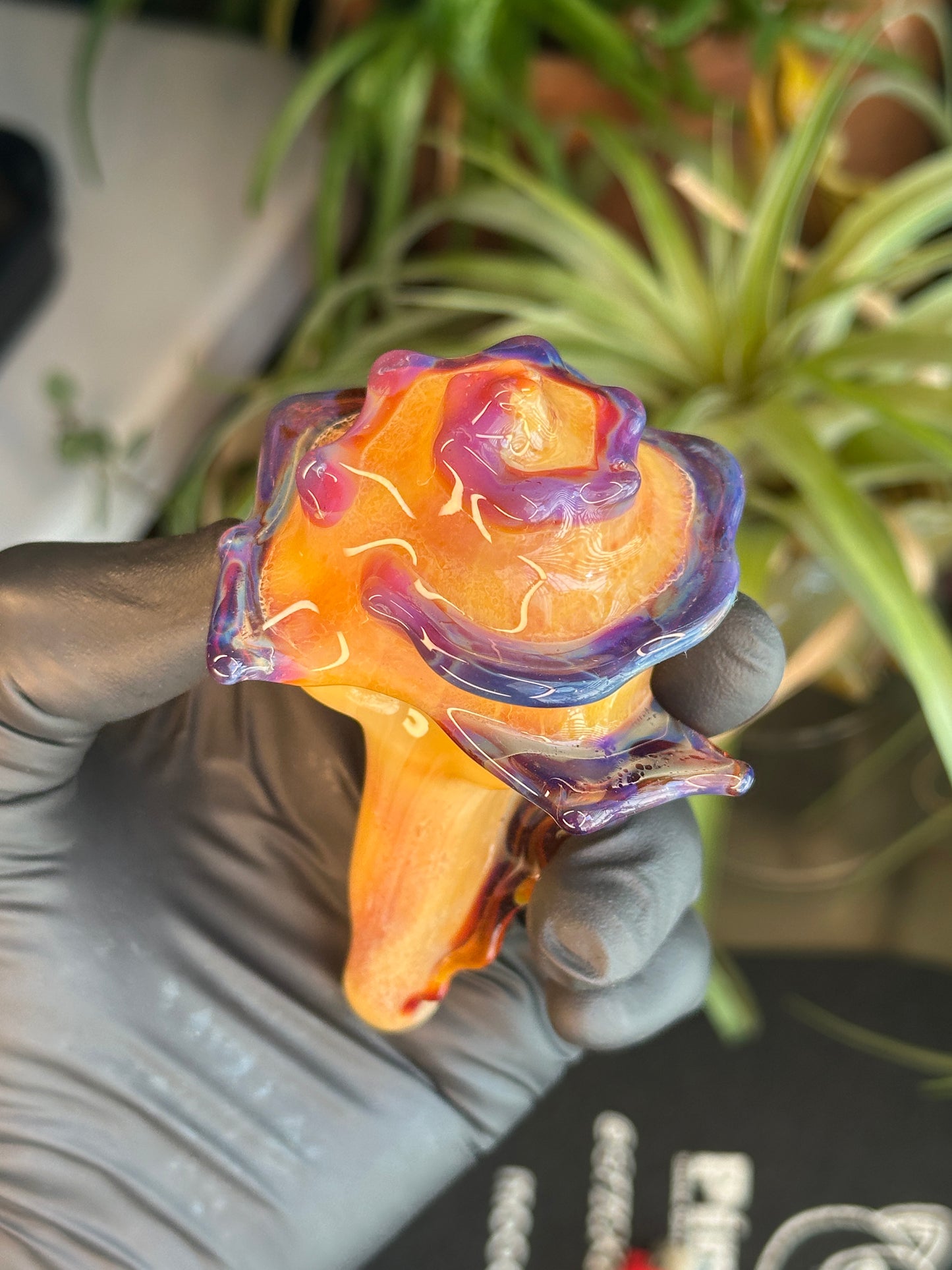 Natural Colored functional dry conch