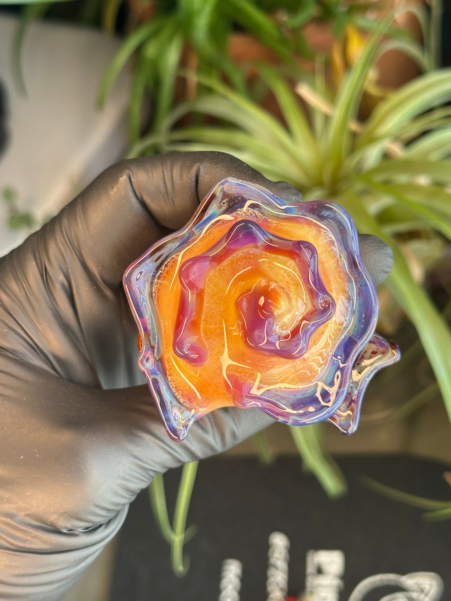 Natural Colored functional dry conch