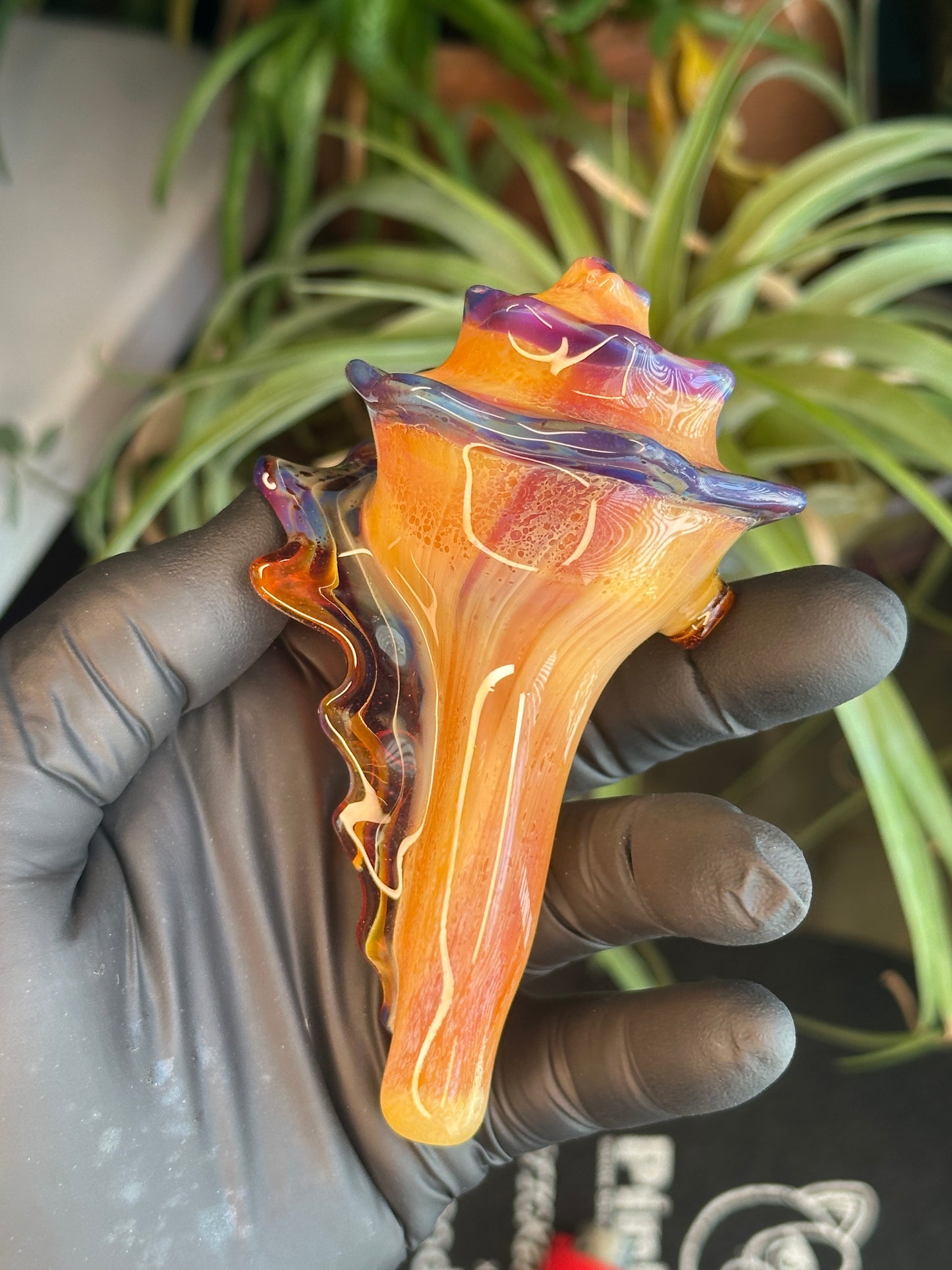 Natural Colored functional dry conch