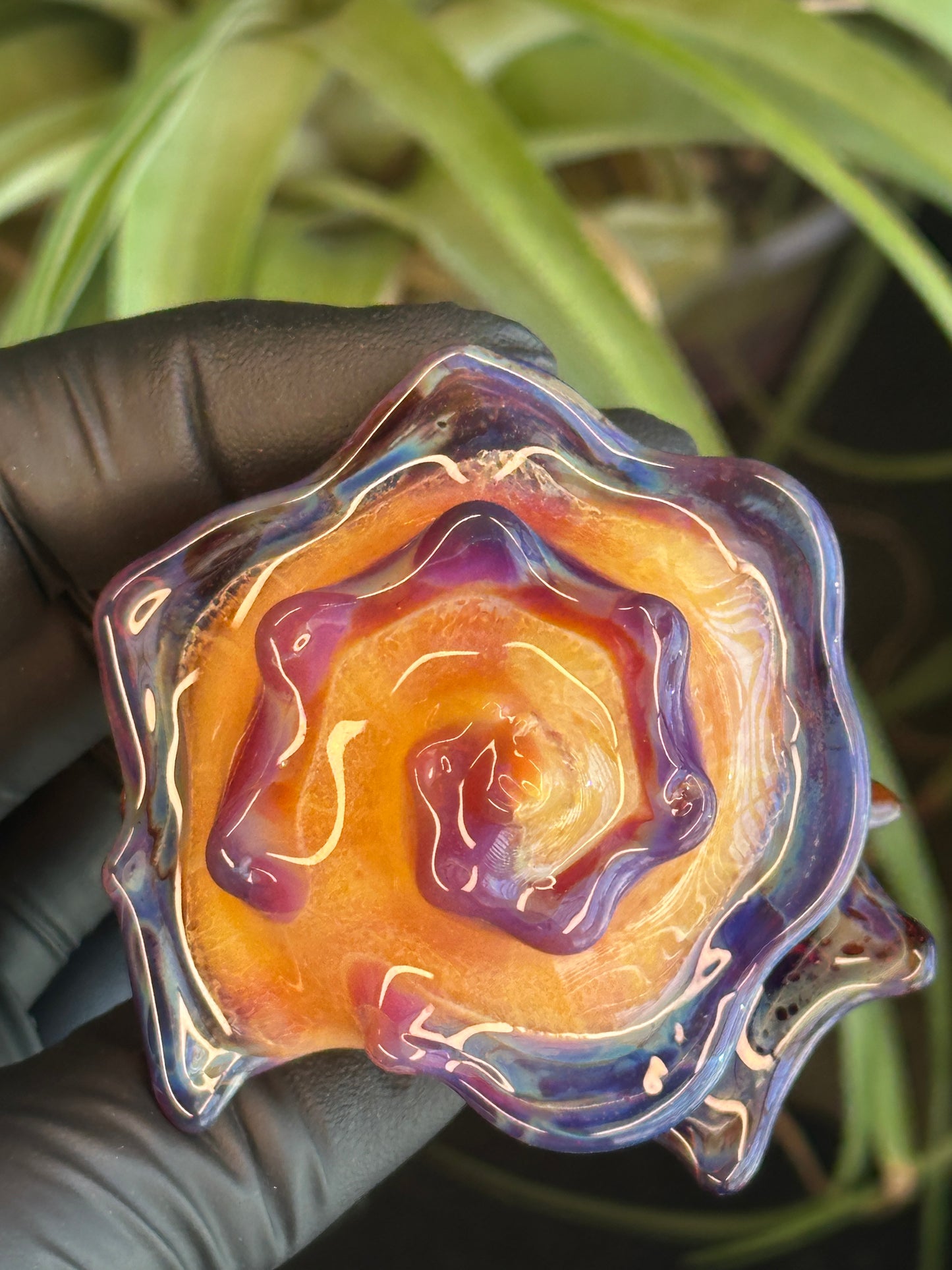 Natural Colored functional dry conch